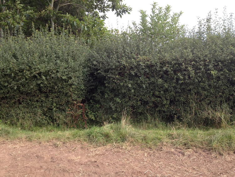 Photograph: Obstructed by overgrown hedge