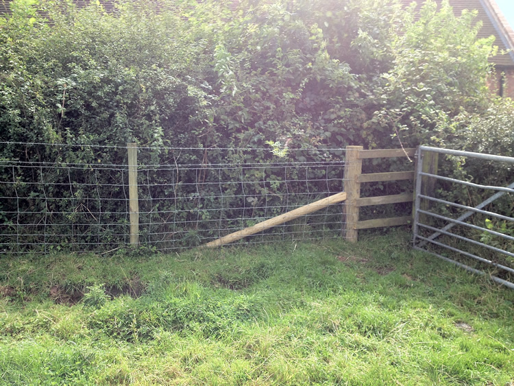 Photograph: Path obstructed by new fence and hedge