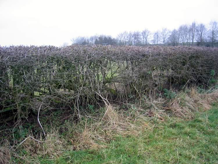 Photograph: 2007: Path obstructed by hedge