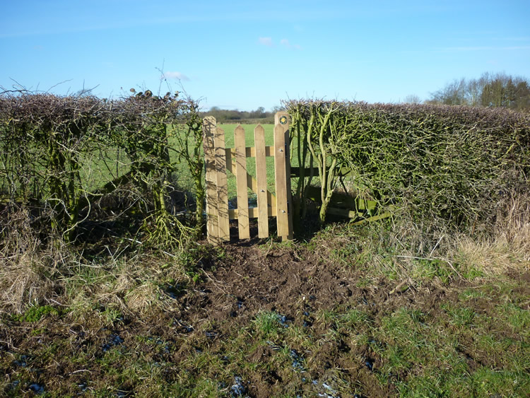 Photograph: 2010: New opening in hedge, with gate