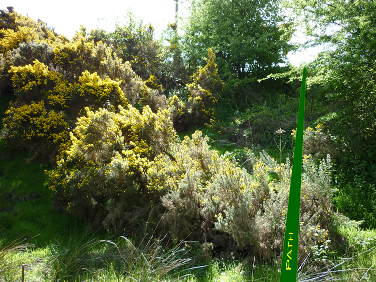 Photograph: Steep bank overgrown with gorse and brambles