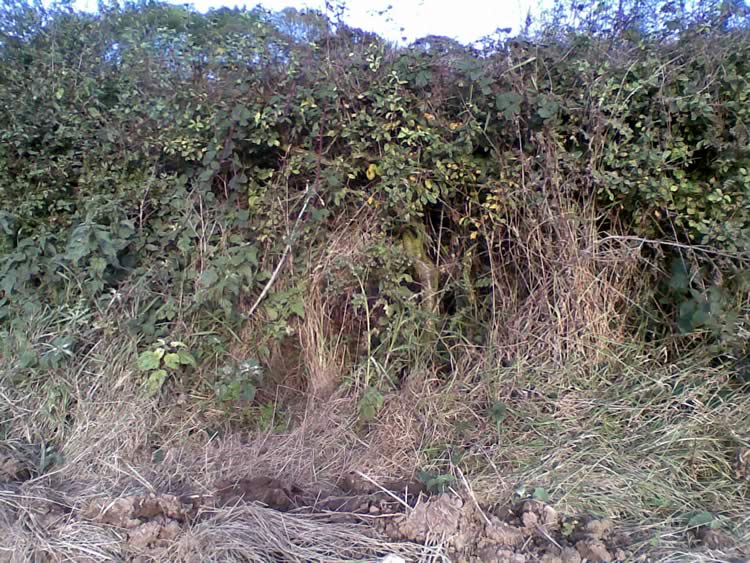 Photograph: 2009: Path obstructed by hedge, no stile visible