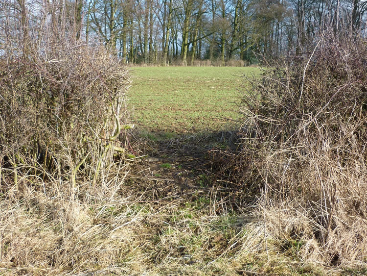 Photograph: 2010: New opening in hedge