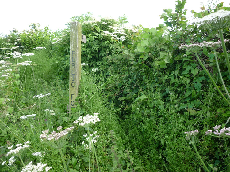 Photograph: 2009: Stile overgrown by hedge