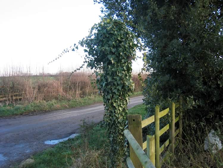 Photograph: 2007: Sign invisible, covered in ivy