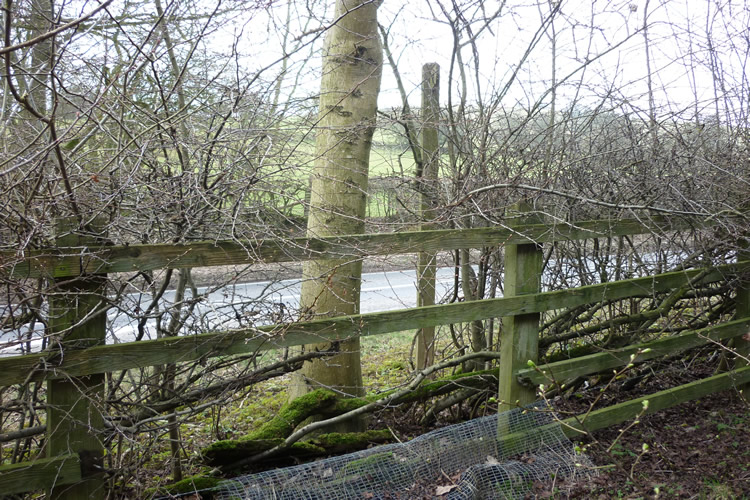 Photograph: March 2011: Path still obstructed by wooden fence, overgrown