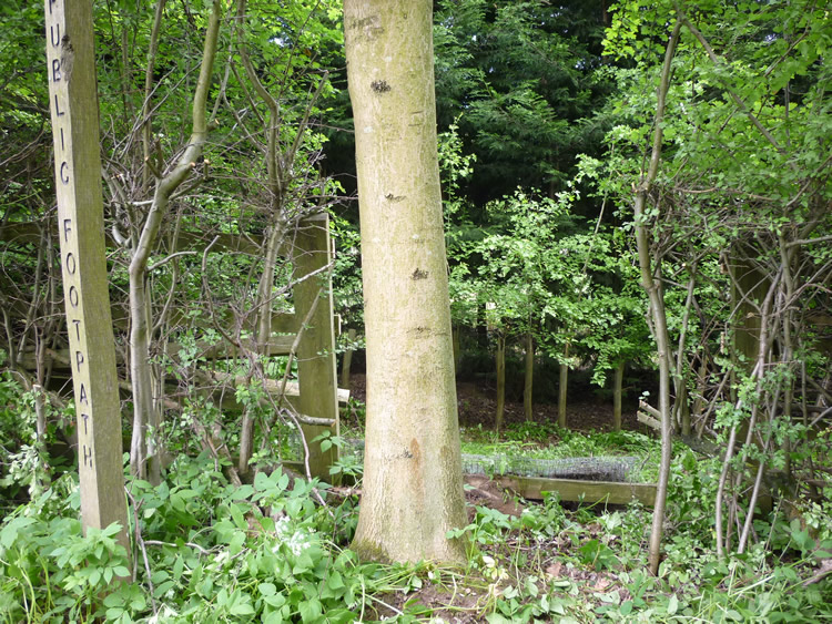 Photograph: May 2011: Gap cut in fence, brush cleared